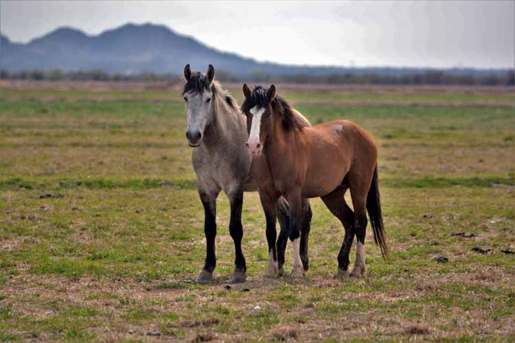 mustangs